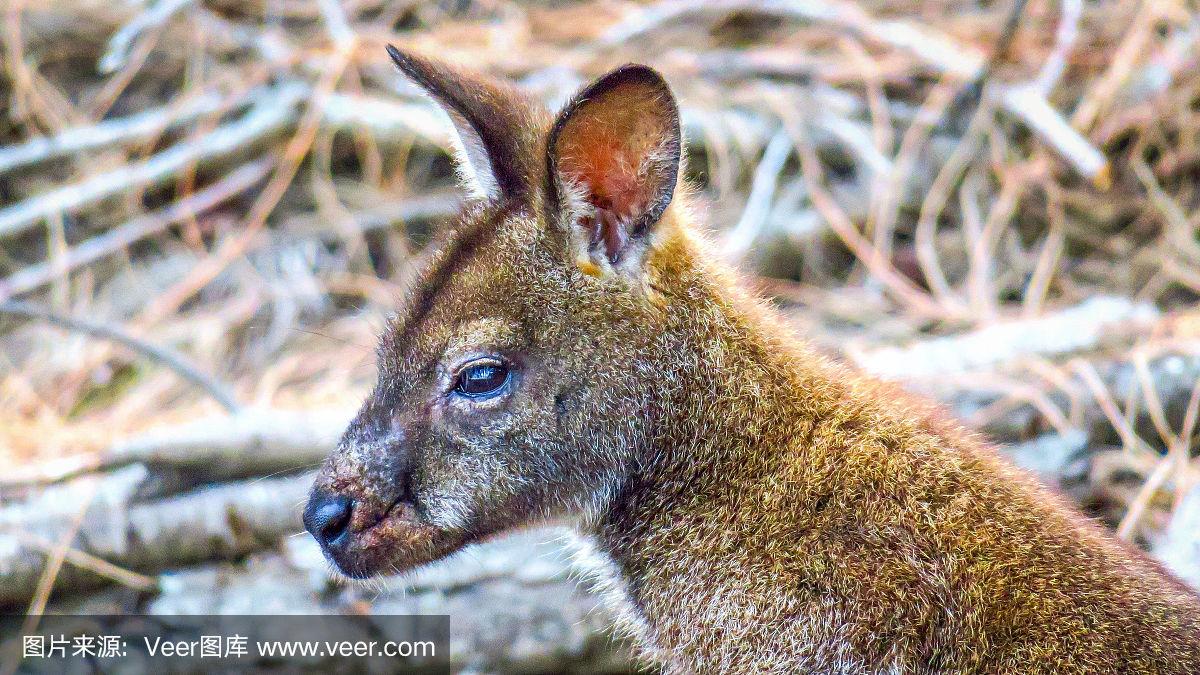 爱游戏在线-包含塔斯马尼亚联连续不败，争冠形势一片大好的词条